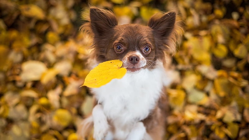 Chihuahua nature outlet