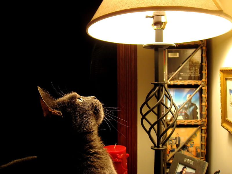 I do not understand, funny, cat, view, light, HD wallpaper