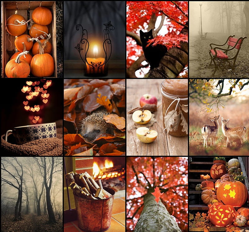 Goodbye Summer. Hello Autumn., colorful, autumn, fruits, deer, leaves, bokeh, hedgehog, pumpkin, candle, forest, cozy, collage, cat, fire, tree, cup, nature, HD wallpaper