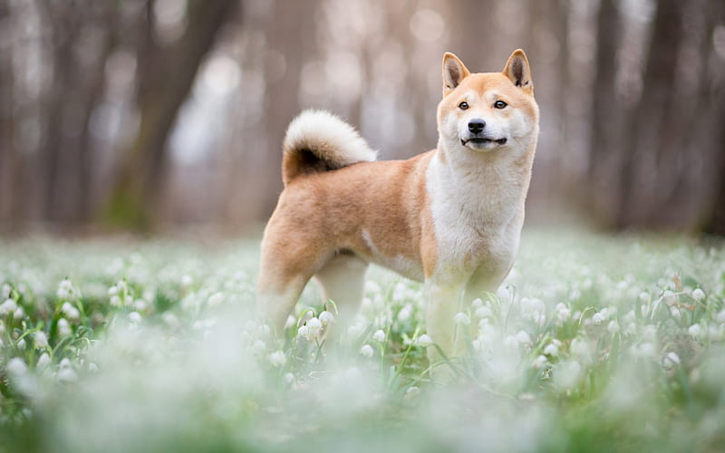 akita inu, big ginger dog, green grass, snowdrops, pets, spring, dogs, HD wallpaper