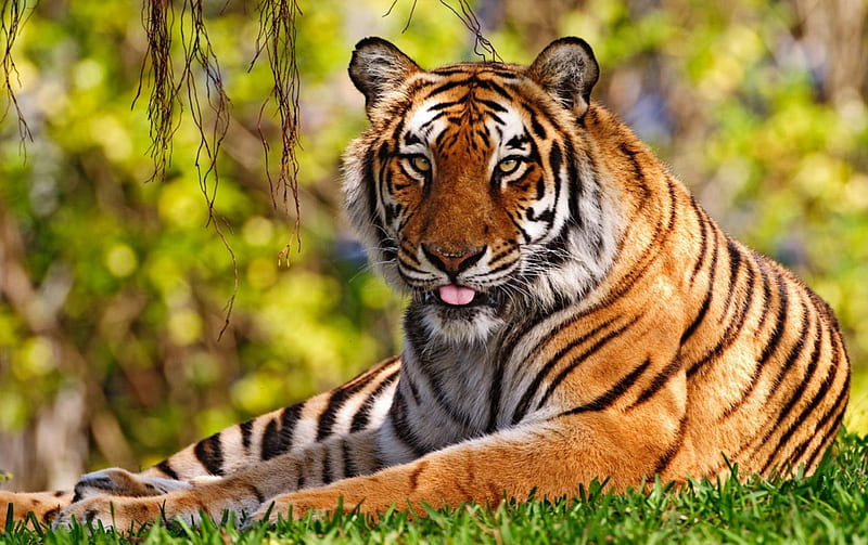 Beautiful tiger, handsome, tiger, wild, animal, HD wallpaper | Peakpx