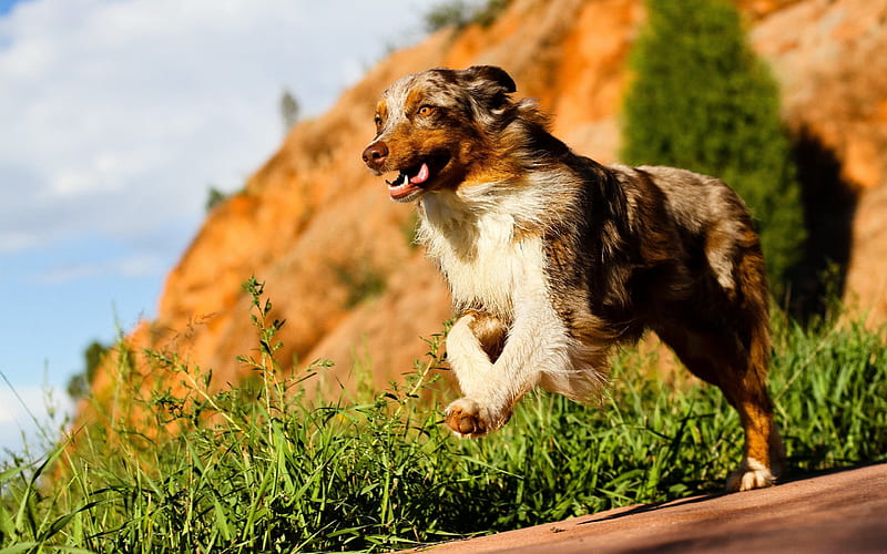 Aussie, running dog, Australian Shepherd, lawn, pets, dogs, Australian Shepherd Dog, Aussie Dog, HD wallpaper