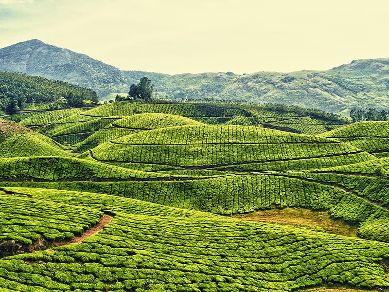 Kerala Tea Plantation, plantation, sky, tea, field, HD wallpaper