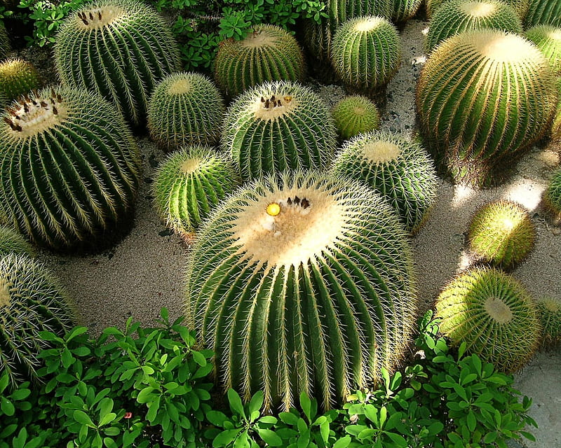 Lovely cacti, pretty, prickly, green, plants, nature, cacti, HD wallpaper