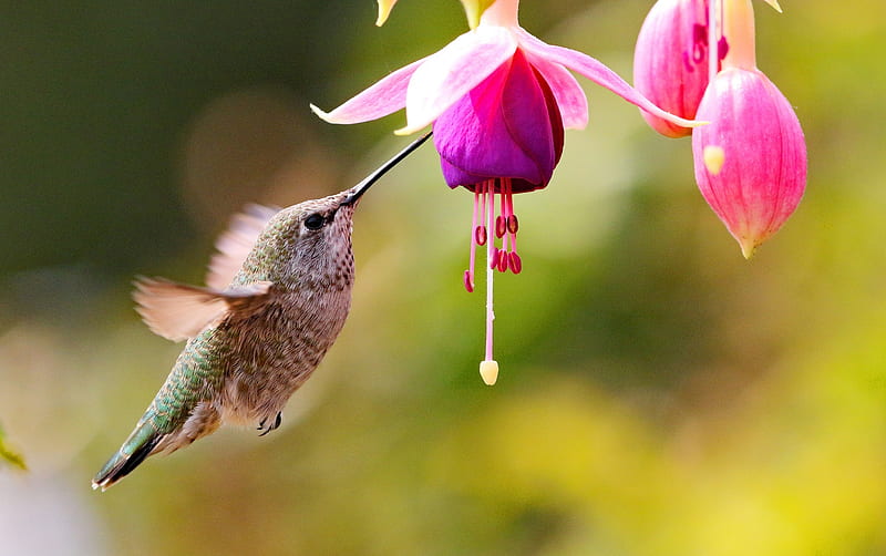 Hummingbird, Pink, Flowers, Buds, Fuchsia, HD wallpaper