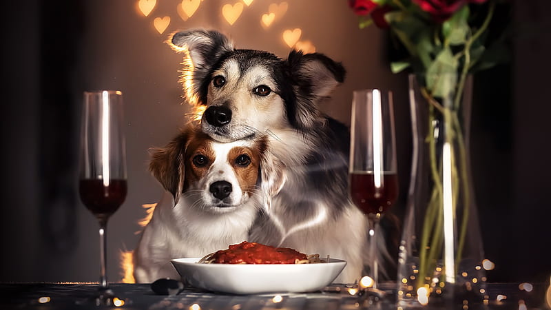 Dogs, Dog, Couple, HD wallpaper | Peakpx