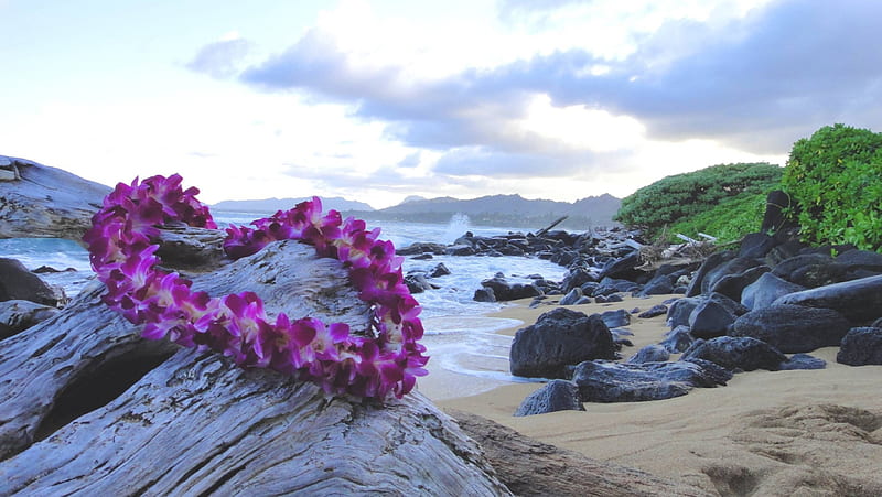 Hawaiian Lei Lying on Rocks on Beach by Sea in Hawaii Polynesia, polynesia, rocks, reeth, plumeria, sea, garland, beach, sand, orchids, flowers, pink, islands, lei, ocean, hawaii, purple, orchid, island, hawaiian, HD wallpaper