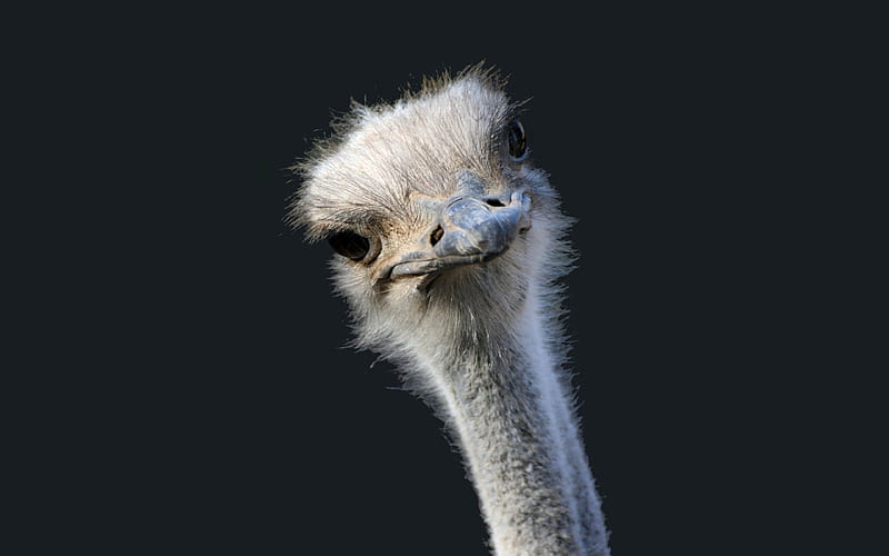 Hello !!!, sensual, joke, wonderful, stunning, adorable, nice, feather, beauty, face, lovely, birds, black, curious, collage, cute, ostrich, cool, awesome, great, eyes, ostriches, head, bonito, elegant, africa animal, graphy, actress, wild, gris, hello, hot, feathers, animals, amazing, babe, female, romantic, model, fun, smile, mysterious, beautiful eyes, girl, bird, beak, funny, looking, autruche, HD wallpaper