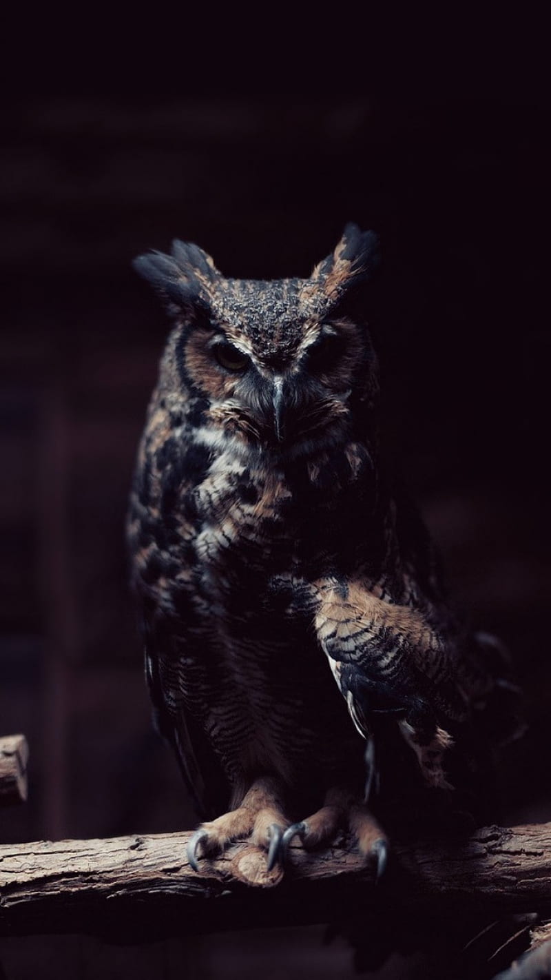 Owl, owls, HD phone wallpaper