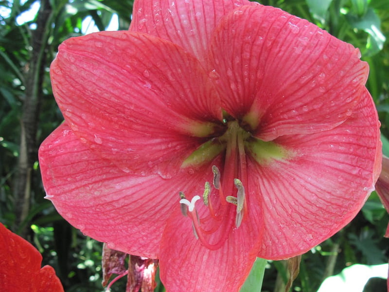 New display at the Pyramids 38, Lily, red, flowers, graphy, HD wallpaper