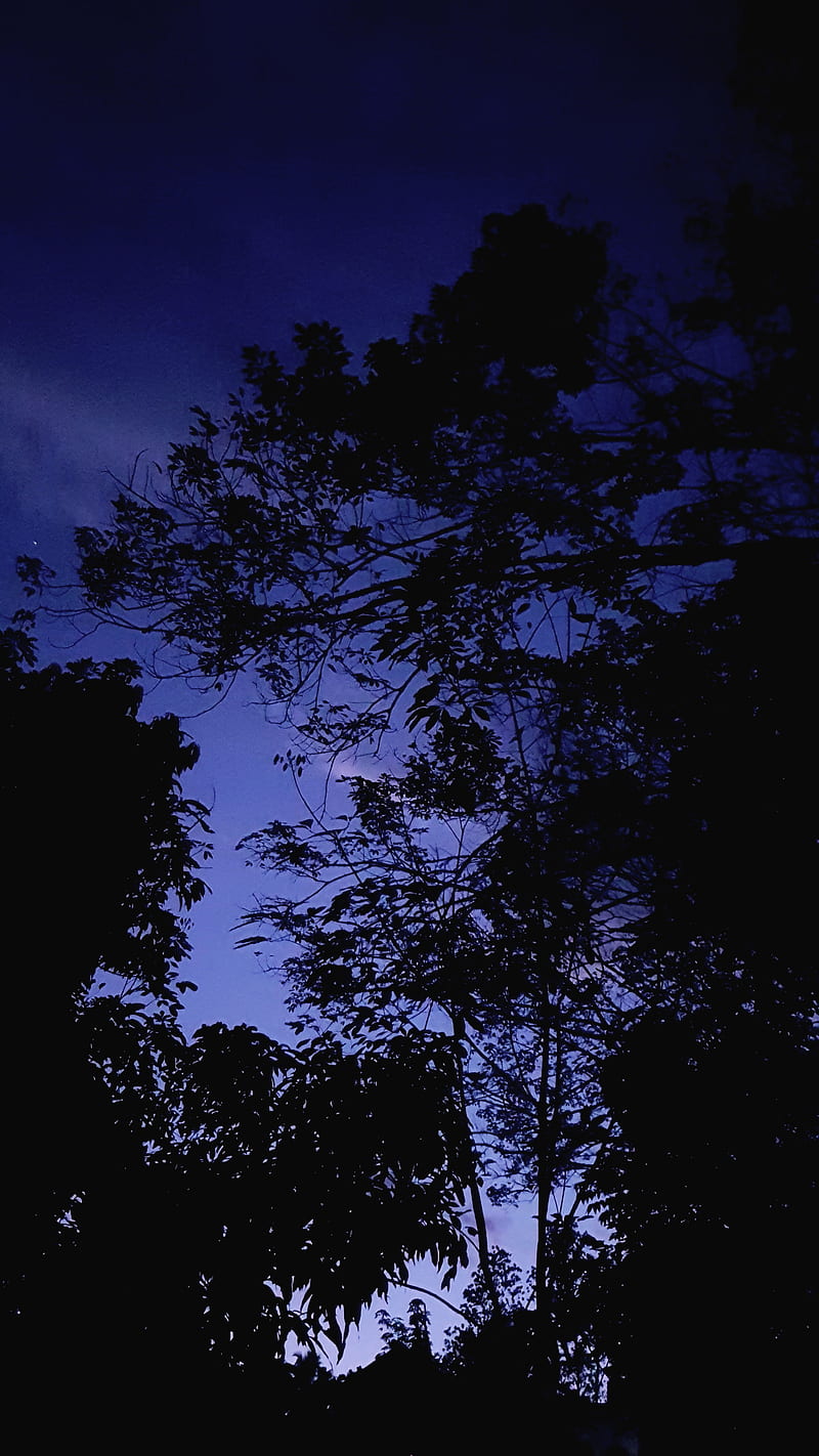 Dusky Trees, dusk, tree, sky, cloud, shades, HD phone wallpaper