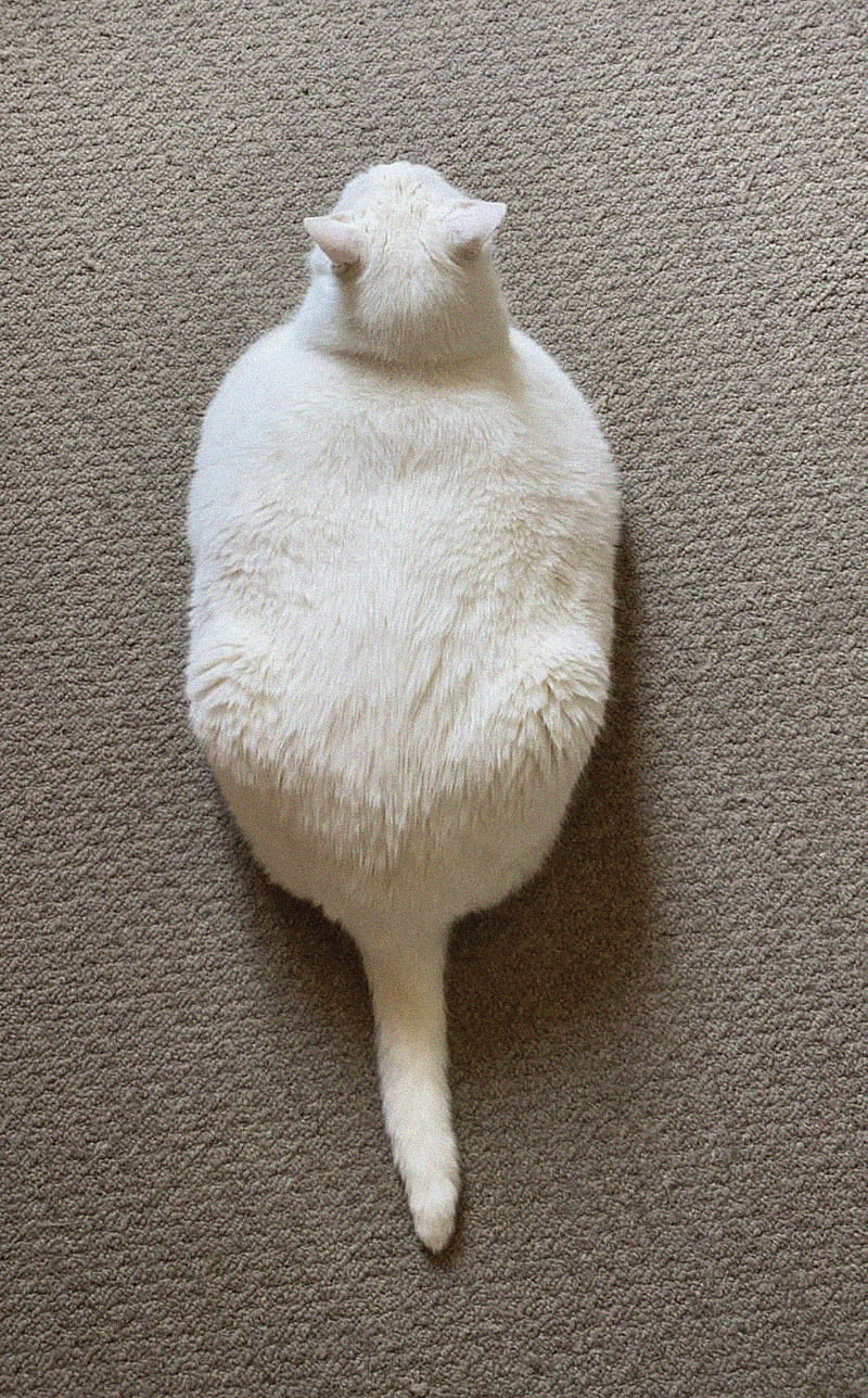 king duncan, fat cat, cat, tail, white, HD phone wallpaper