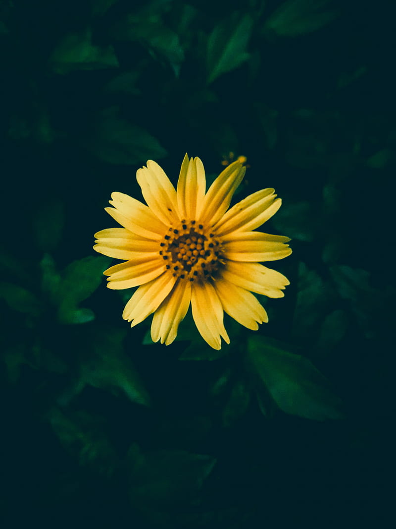 Perfect click, flower, , phone, yellow, HD phone wallpaper | Peakpx