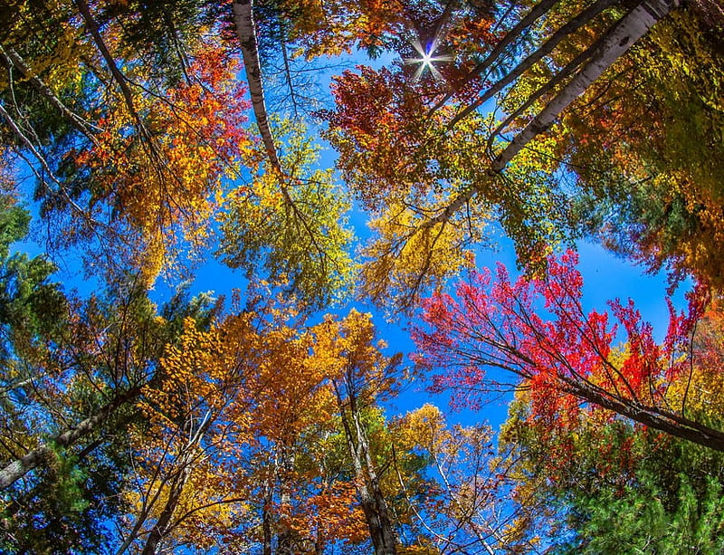 Indian Summer in Acadia National Park, colors, leaves, sky, trees, HD wallpaper