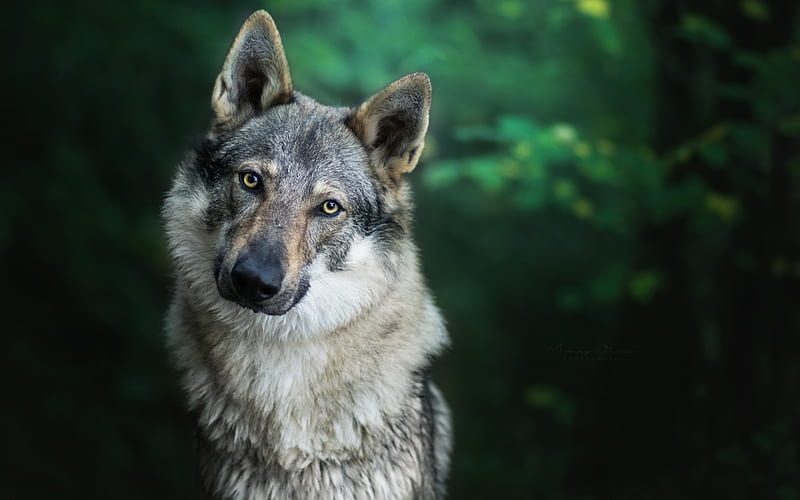 Wolf, green, lup, dog, animal, HD wallpaper | Peakpx