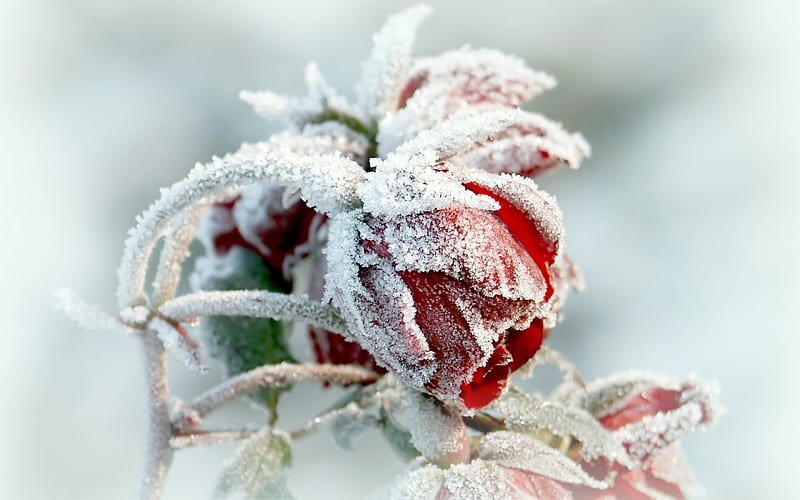 Frozen, red, rose, flower, ice, white, winter, HD wallpaper