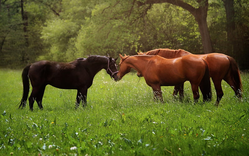 horse, herd, forest, green field, green grass, brown horses, HD wallpaper