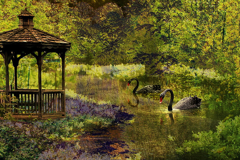 Together For Always, pond, park, swans, couple, HD wallpaper