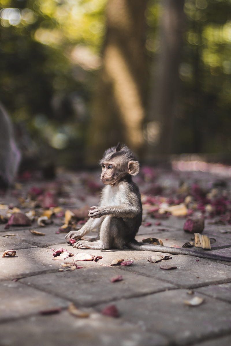 selective focus graphy of brow monkey sitting on brick pavement, HD phone wallpaper