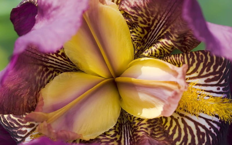 Hypnotic Iris, black, yellow, center, purple, hypnosis, flower, nature, white, pink, iris, HD wallpaper
