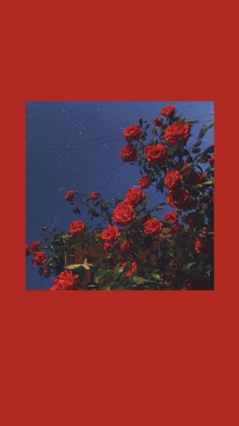 Update 62+ red roses aesthetic wallpaper best - in.cdgdbentre