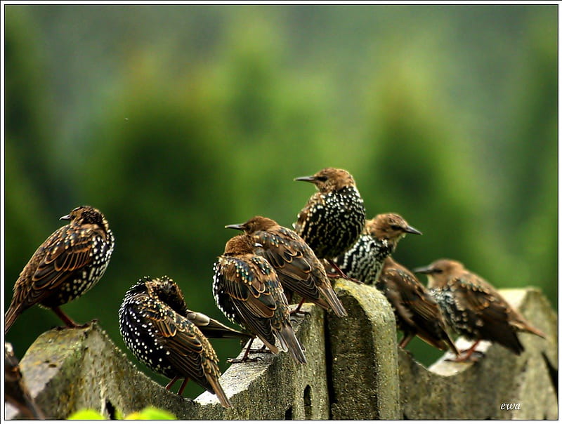 Birds council, fence, green, summer, birds, trills, rally, animals, HD wallpaper