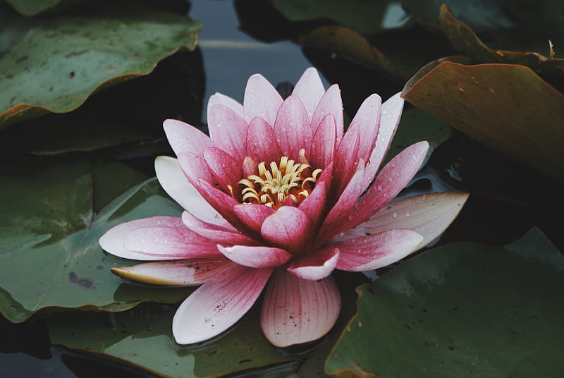 pink water lily, HD wallpaper