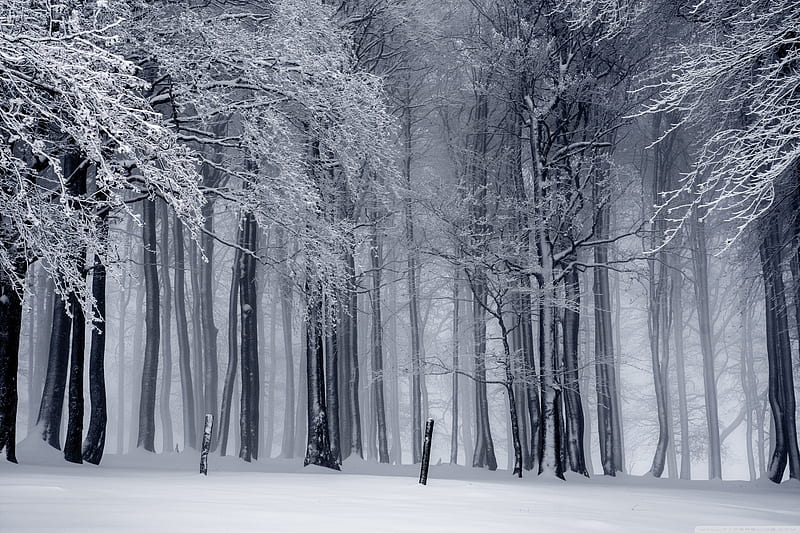 Snowy Forest, Winter Ultra Background for U TV : & UltraWide & Laptop : Multi Display, Dual Monitor : Tablet : Smartphone, Snowy Forest Landscape, HD wallpaper