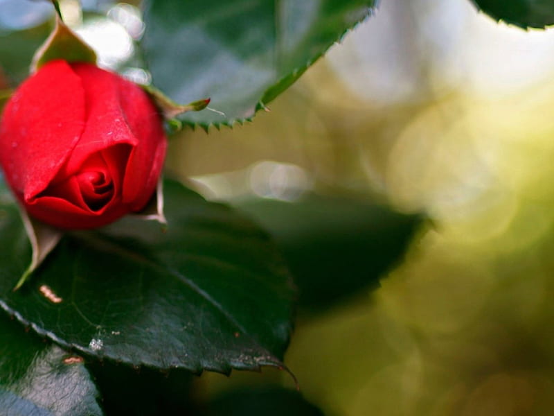 Capullo sin abrir de una rosa roja, rojo, rosa, flores, naturaleza, brote,  Fondo de pantalla HD | Peakpx