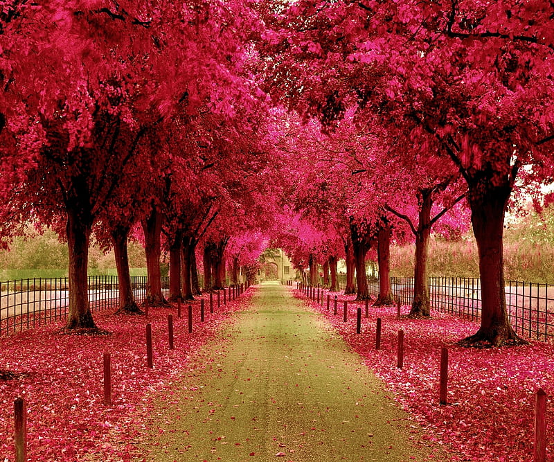 Beautiful nature, cool, landscape, lovely, pink, road, way, HD wallpaper
