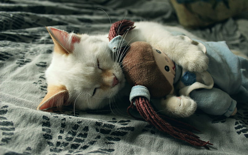 Ragdoll, kittem, denectic cat, sleeping cat, cute animals, small Ragdoll, cats, pets, Ragdoll Cats, HD wallpaper