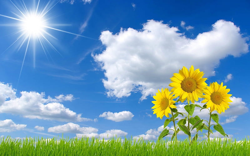 *** Beautiful blue sky and sunflowers ***, sunflawers, nature, sky, blue, HD wallpaper