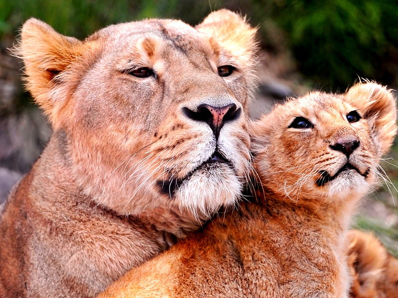 Mother lion and her cub, mom, cub, mother, lion, animal, HD wallpaper