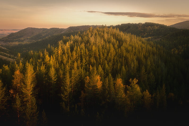 forest and mountains at the distance during golden hour, HD wallpaper
