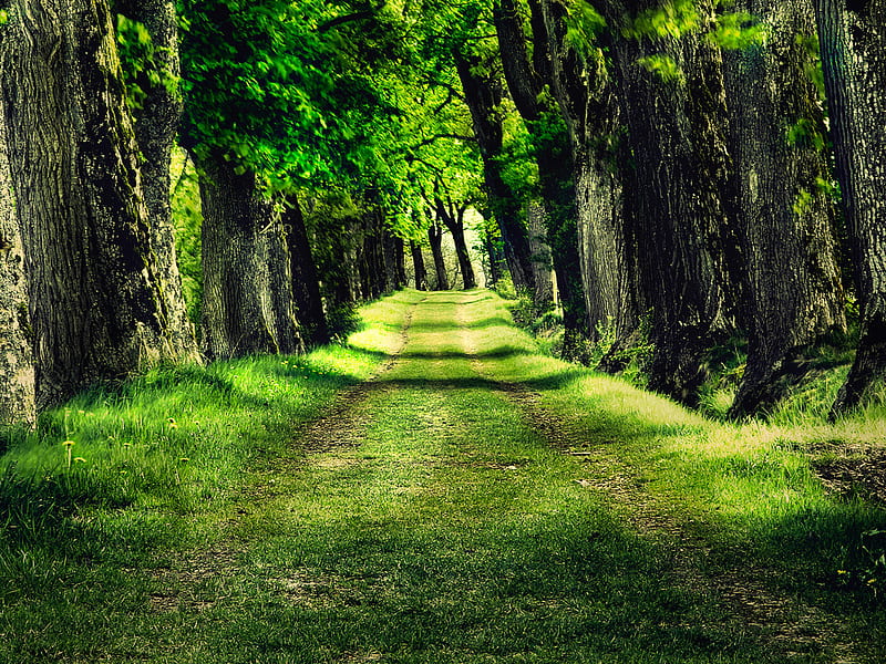 one way, forest, grass, nature, way, trees, HD wallpaper