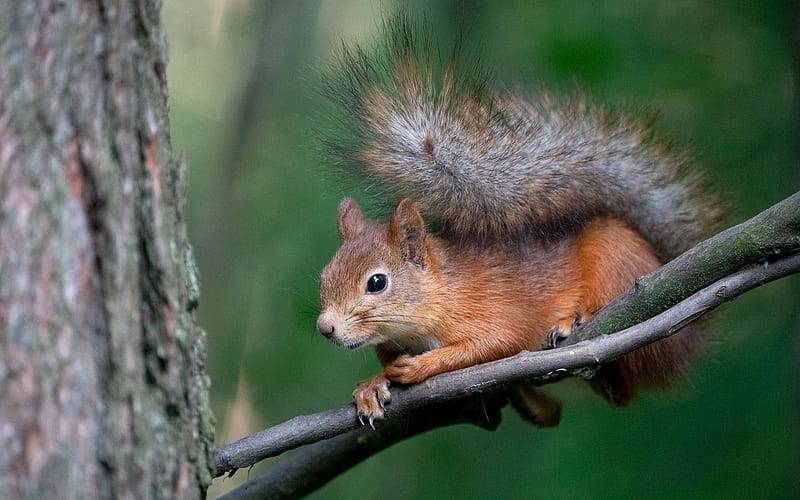 Squirrel, Animal, Latvia, Tree, Hd Wallpaper 