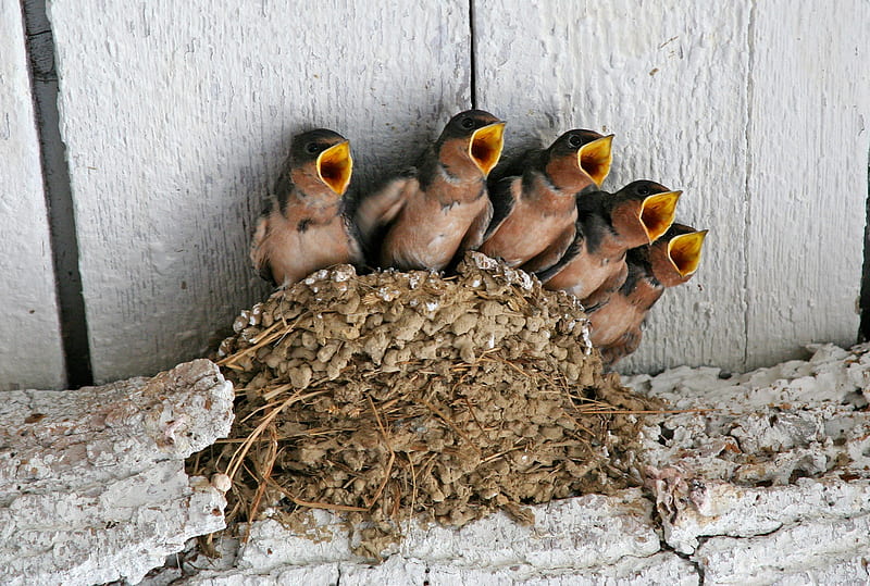 together in all, baby birds, birds, nature, the choir, HD wallpaper