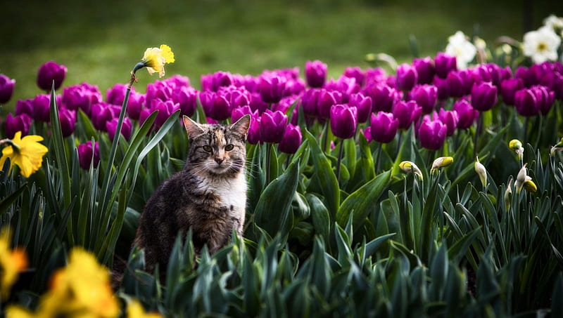 Spring time, nature, spring, tulips, cat, HD wallpaper
