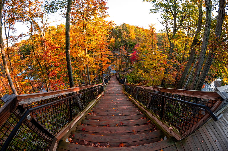 stairs, autumn, trees, steps, forest, HD wallpaper