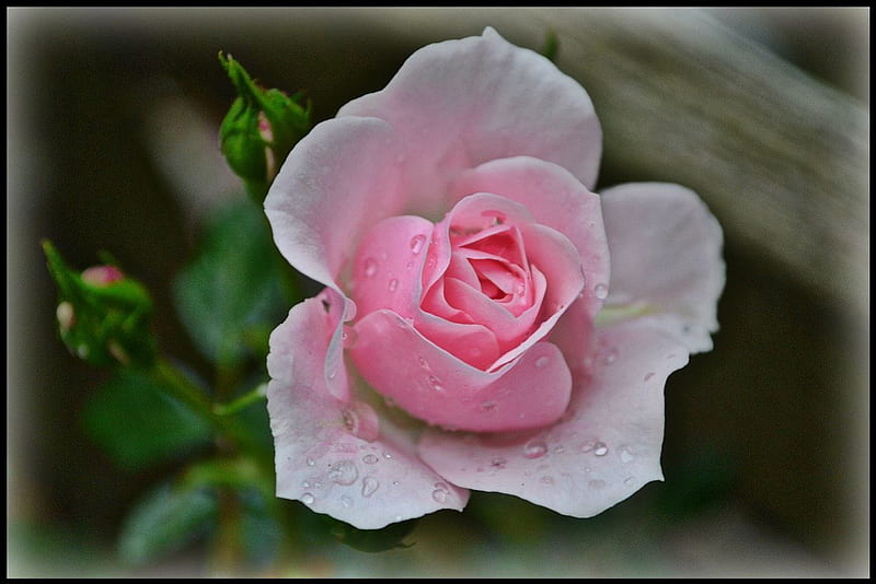 Lil pinky rose  Beautiful roses, Beautiful flowers, Rose buds