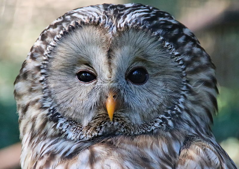 owl, bird, glance, sleepy, HD wallpaper