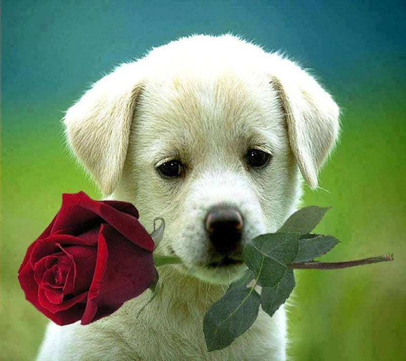 Doggy , rose, HD wallpaper