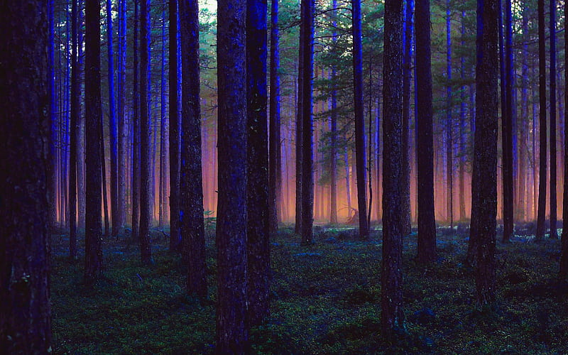 forest at twilight