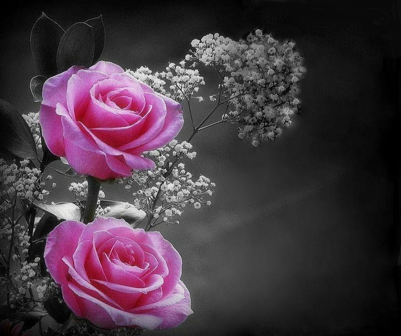 Two flower, one root - one soul, Two flower, one, soul, roses, pink, HD wallpaper