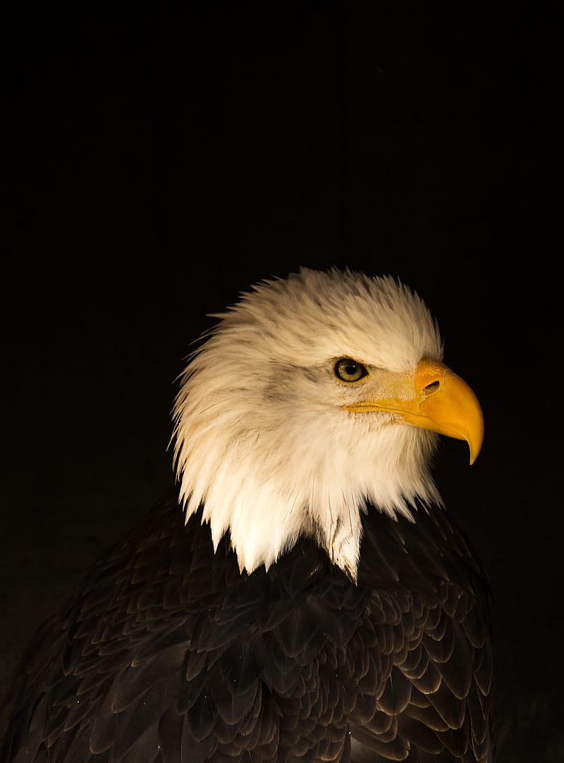 eagle, bird, predator, beak, profile, HD phone wallpaper