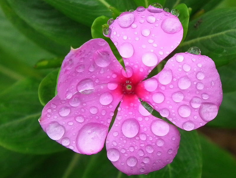 Pink flower with water droplets, HD wallpaper | Peakpx