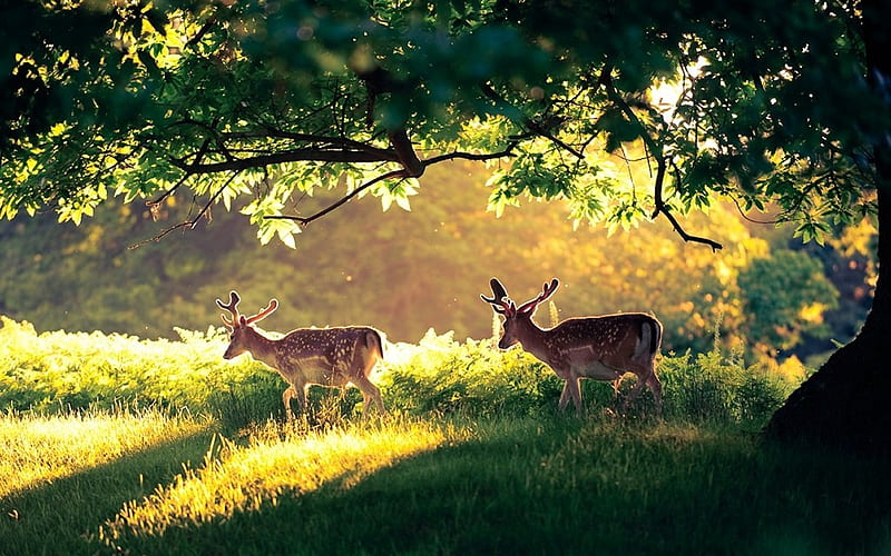 Deer, forest, nature, animal, HD wallpaper