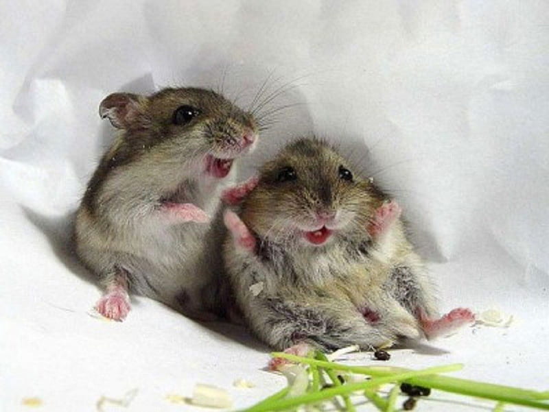 Happy Mice, Animal, Mouse, Pet, mice, HD wallpaper