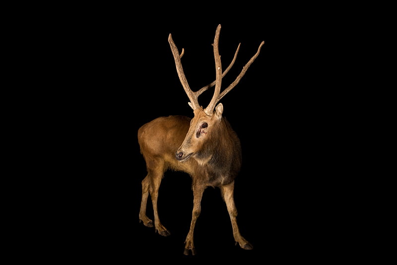 Pere David's deer - extinct in the wild, The only mammal that is now extinct in the wild, Pere Davids deer, Milu, Elaphurus davidianus, Elaphure, HD wallpaper