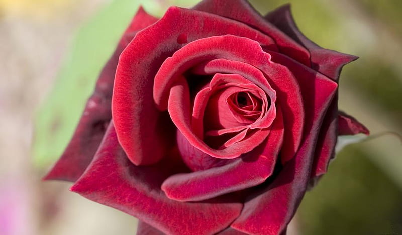 Burgundy-rose, flower, red, 3d, rose, HD wallpaper